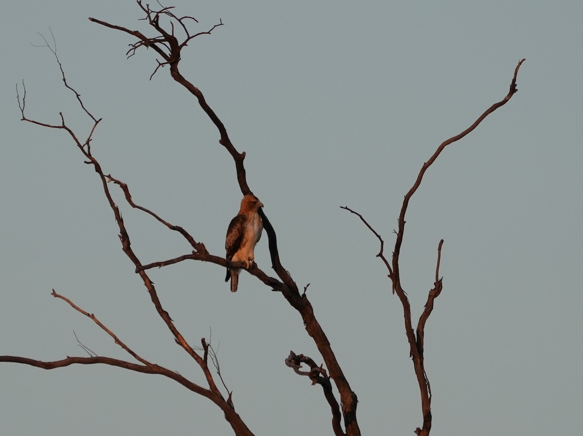 Little Eagle - ML638143912
