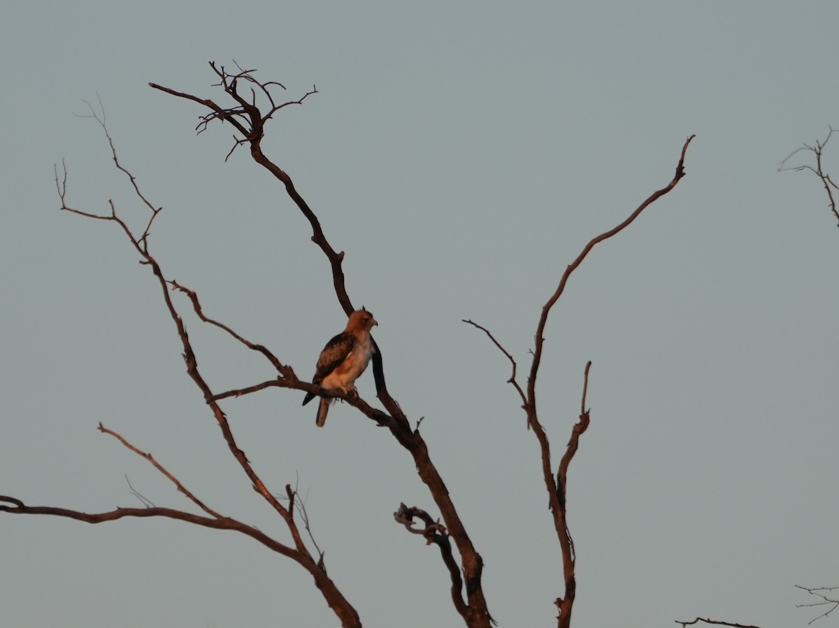 Little Eagle - ML638143913