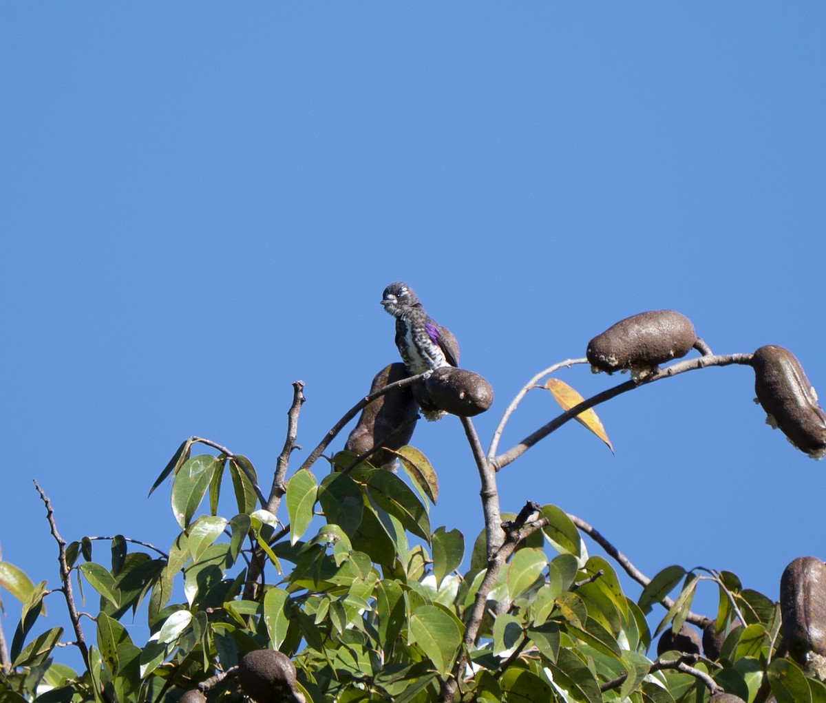 White-browed Purpletuft - ML638143916