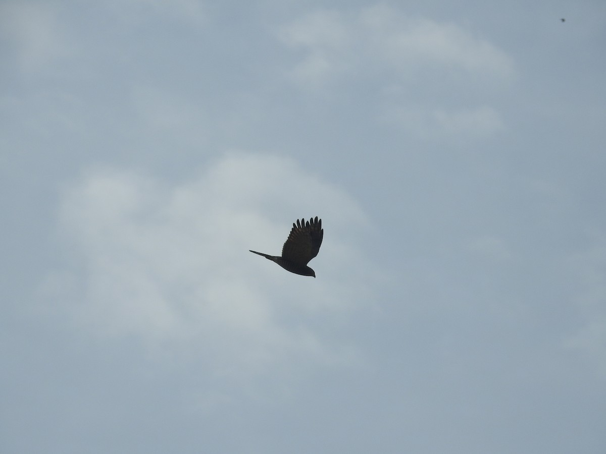Gray-faced Buzzard - ML638143922