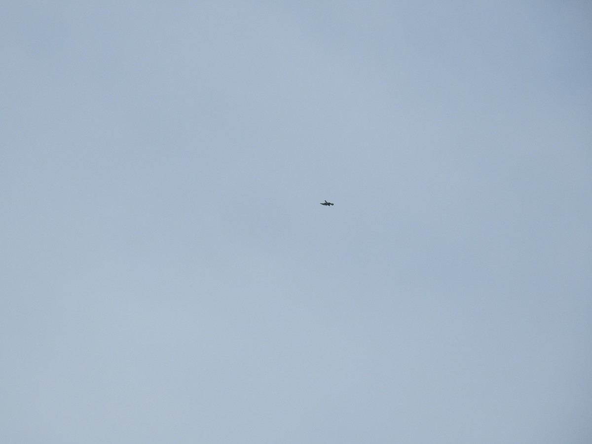 Gray-faced Buzzard - ML638143923