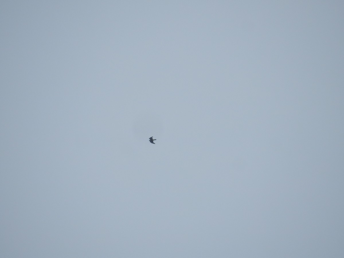 Gray-faced Buzzard - ML638143924