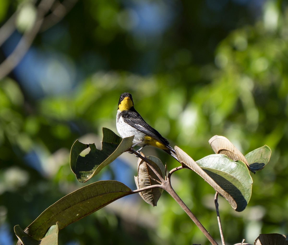 Yellow-backed Tanager - ML638143929