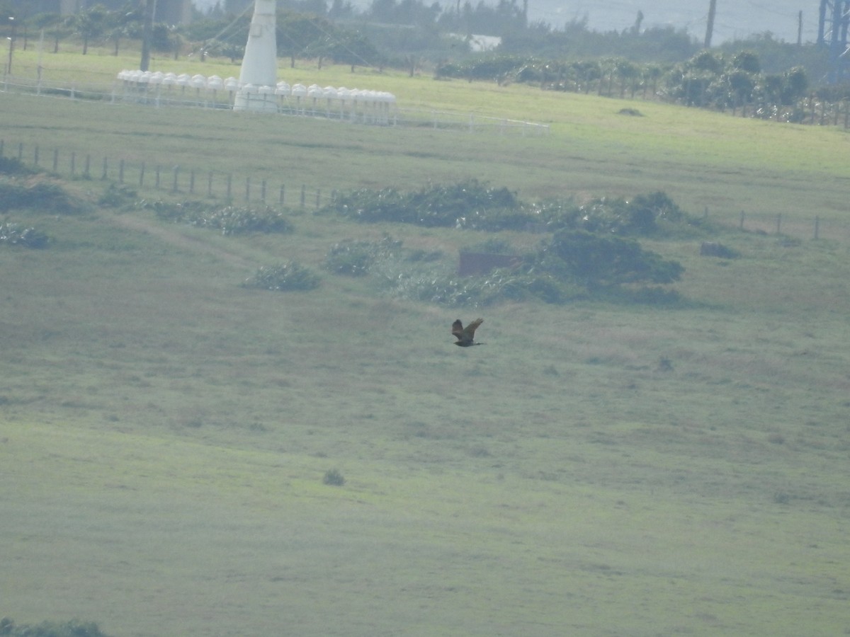 Gray-faced Buzzard - ML638143944