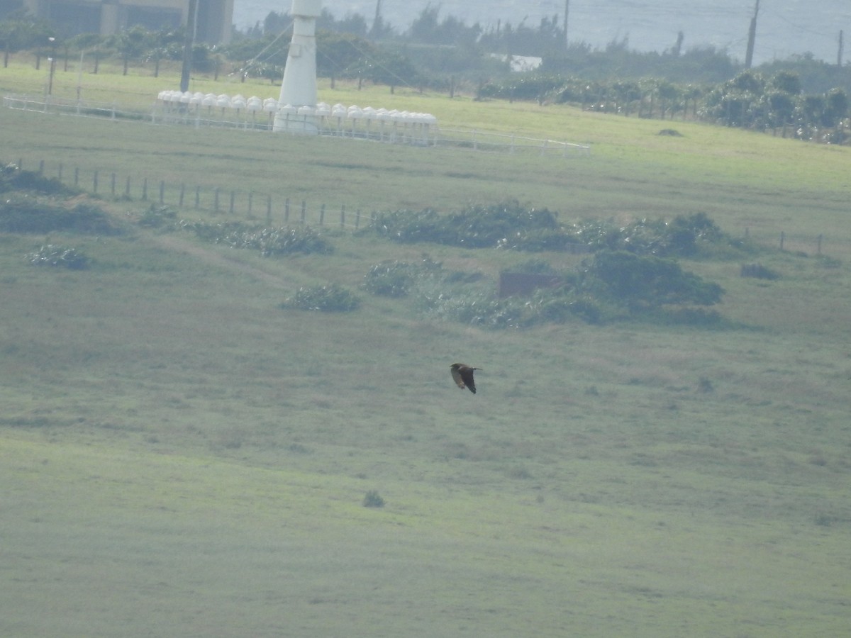 Gray-faced Buzzard - ML638143945