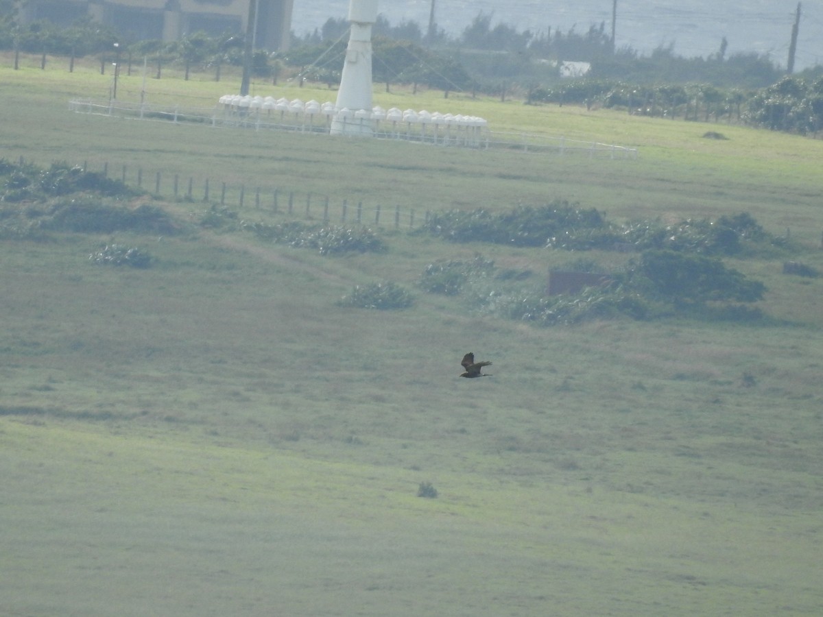 Gray-faced Buzzard - ML638143946
