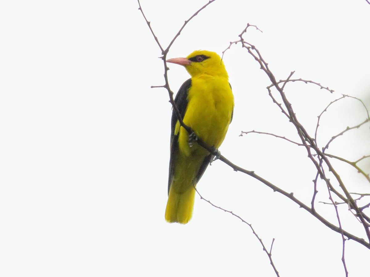Indian Golden Oriole - ML638143966