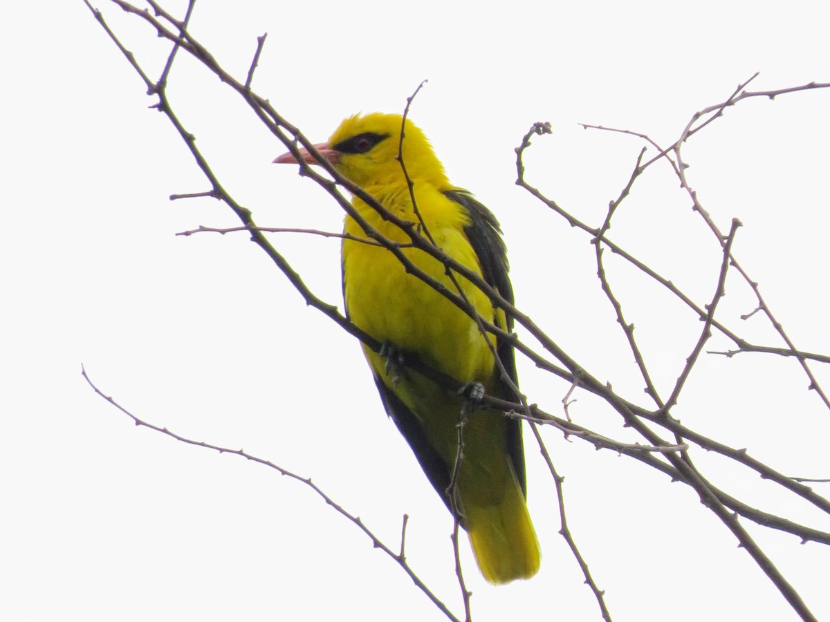 Indian Golden Oriole - ML638143967