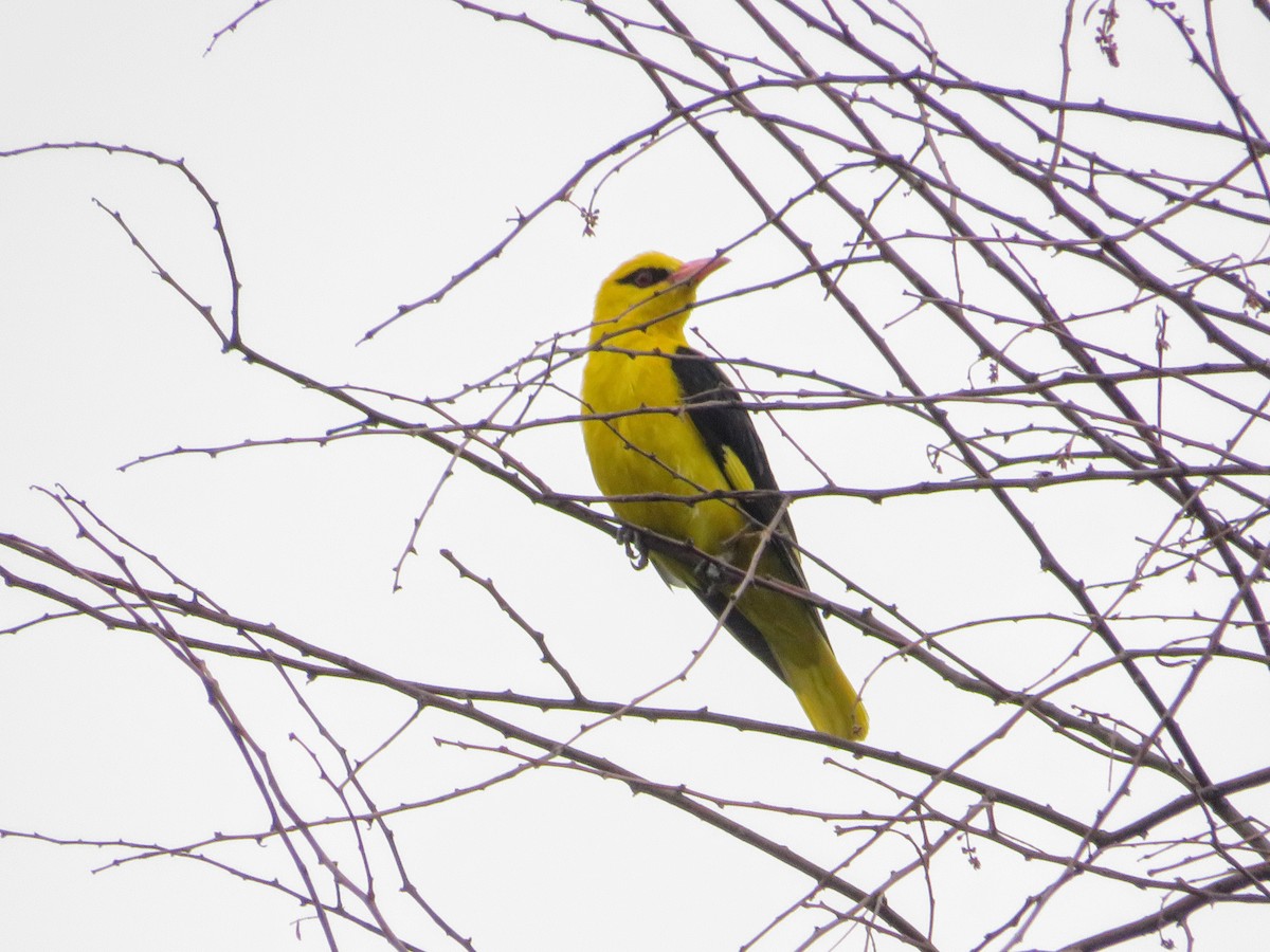 Indian Golden Oriole - ML638143968