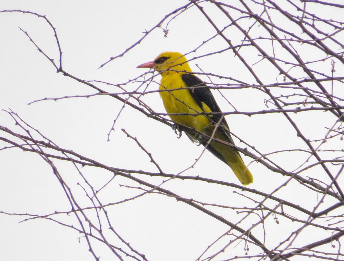Indian Golden Oriole - ML638143969