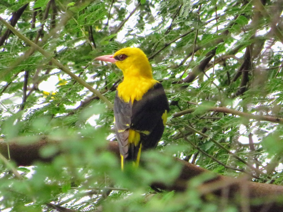 Indian Golden Oriole - ML638143970