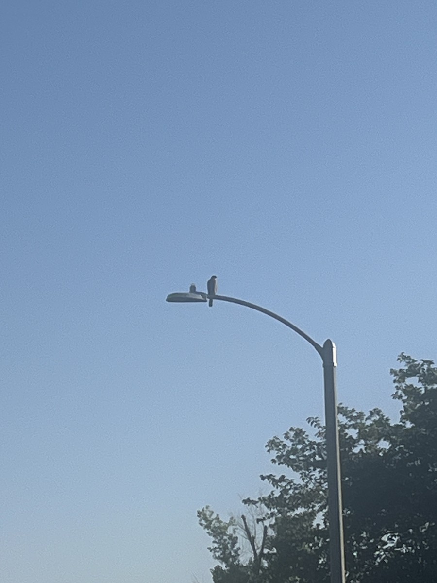 Cooper's Hawk - ML638143973