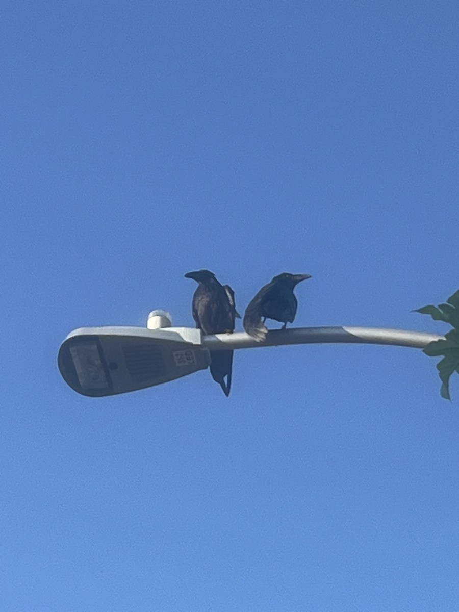 Common Raven - ML638143979