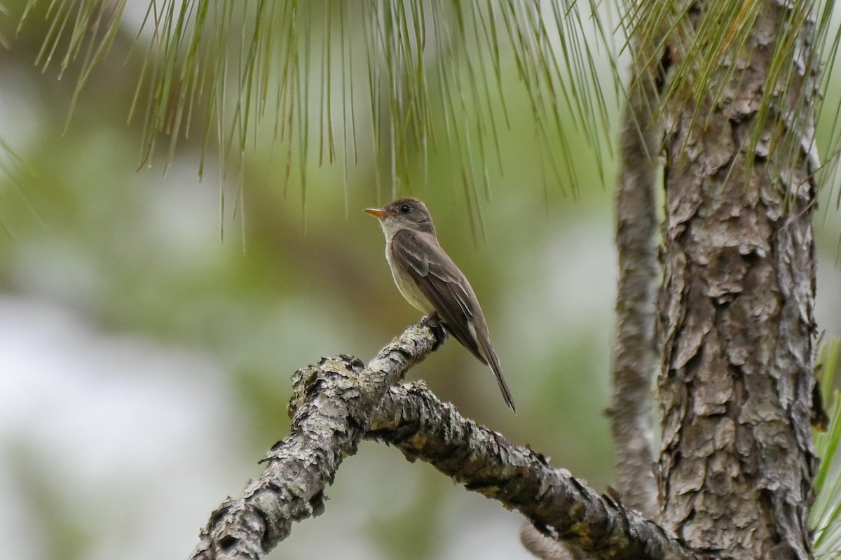 Eastern Wood-Pewee - ML638144024