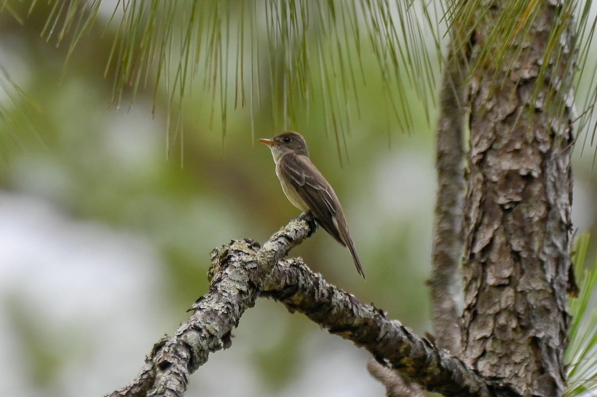 Eastern Wood-Pewee - ML638144025
