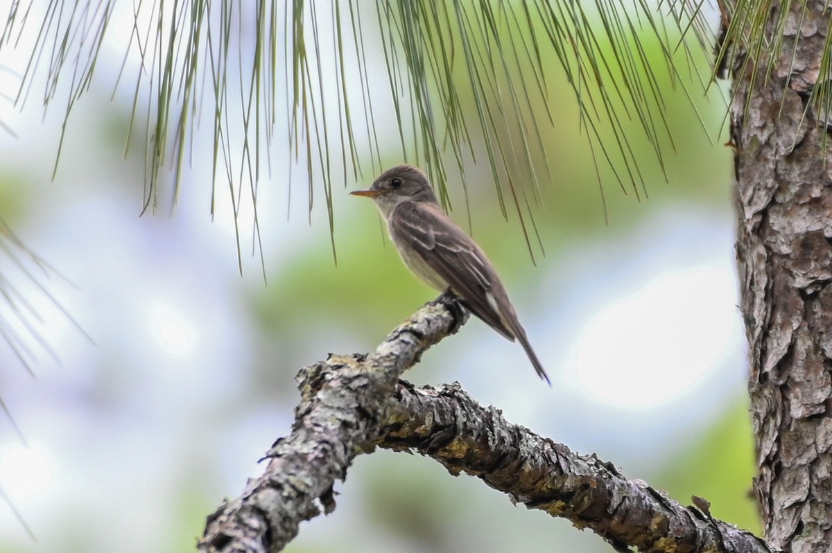 Eastern Wood-Pewee - ML638144046