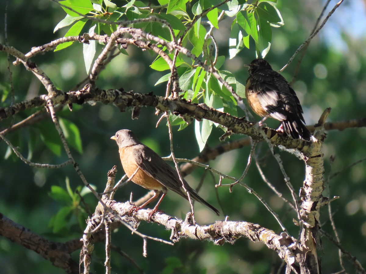 Zorzal Americano - ML638144122