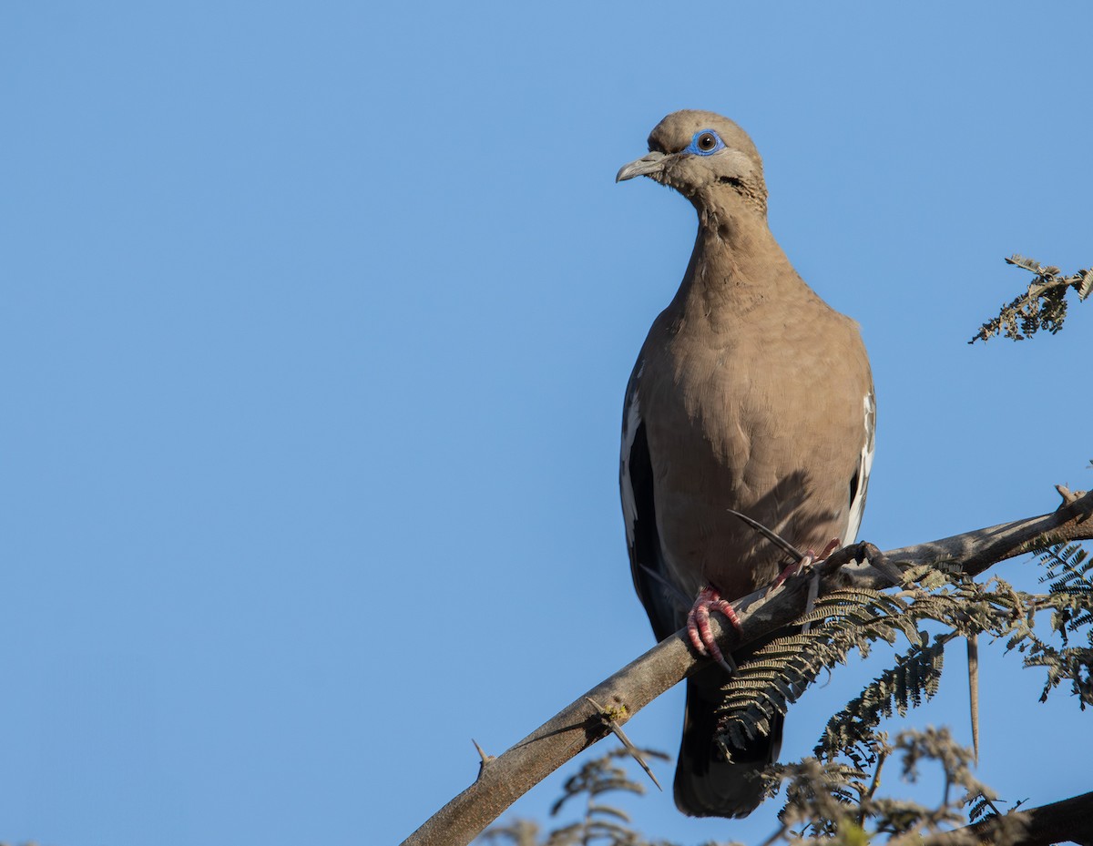 West Peruvian Dove - ML638144129