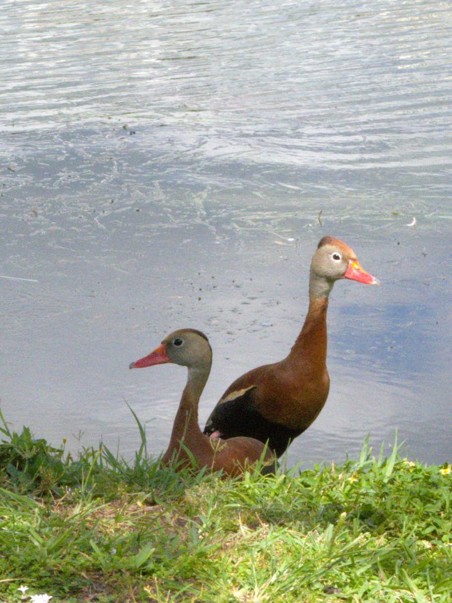 Black-bellied Whistling-Duck - ML638144137