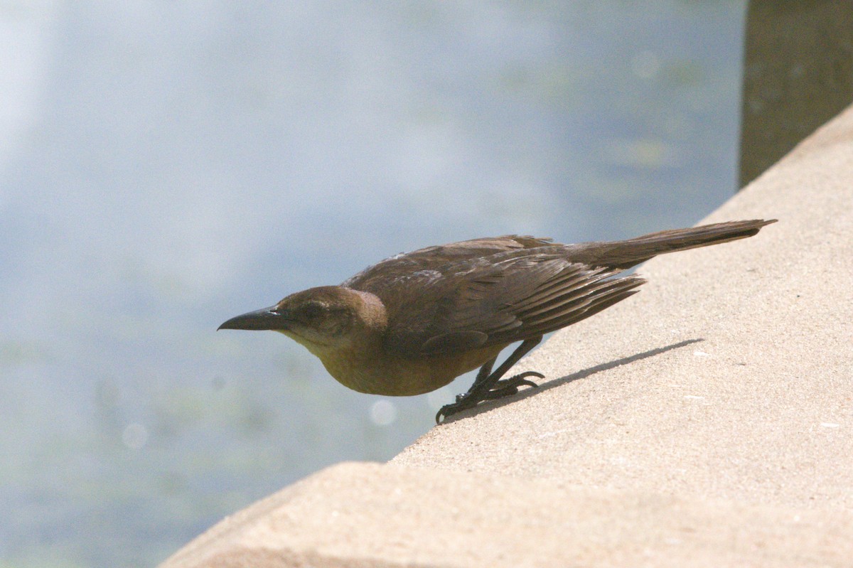 Boat-tailed Grackle - ML638144151