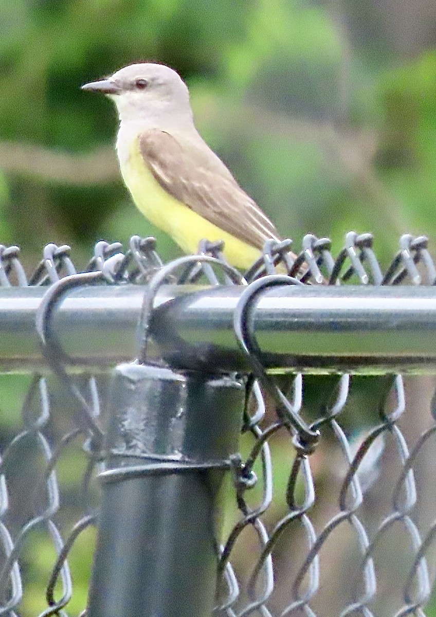 Western Kingbird - ML638144160