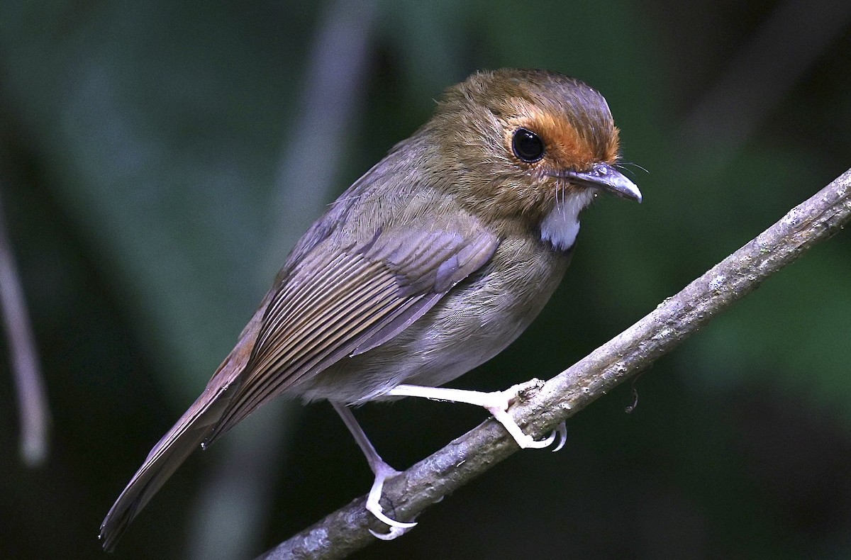Rufous-browed Flycatcher - ML638144170