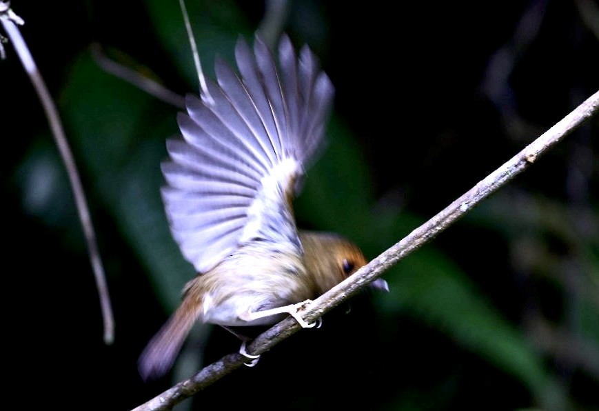Rufous-browed Flycatcher - ML638144171