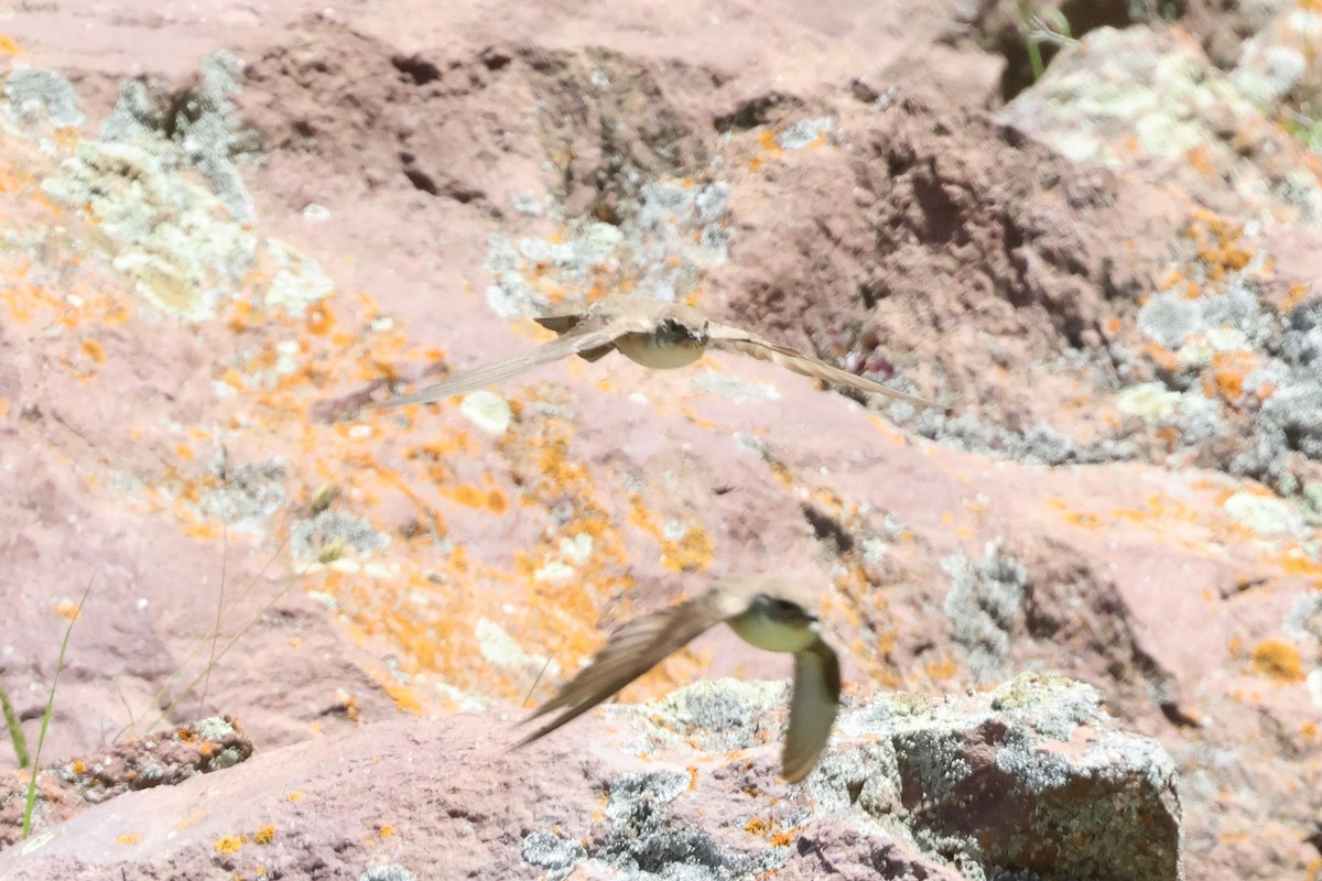 Eurasian Crag-Martin - ML638144172
