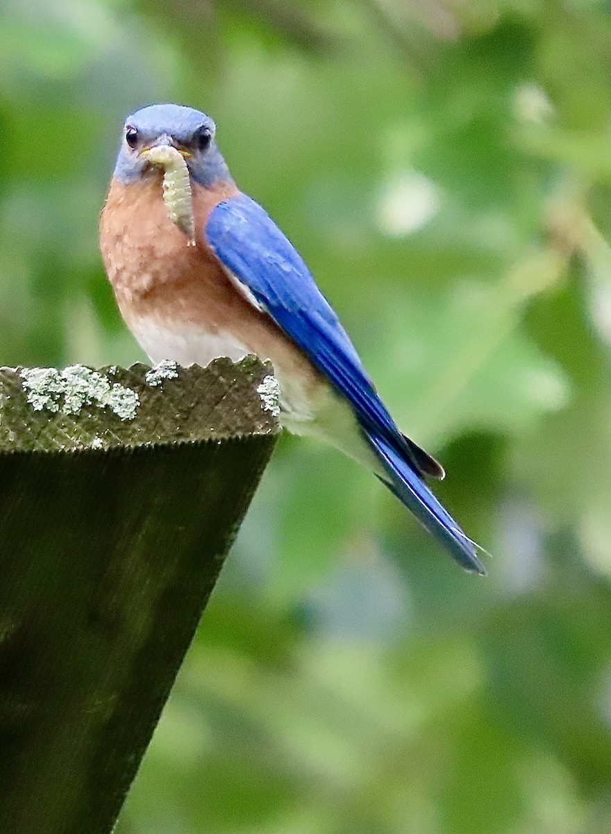 Eastern Bluebird - ML638144173