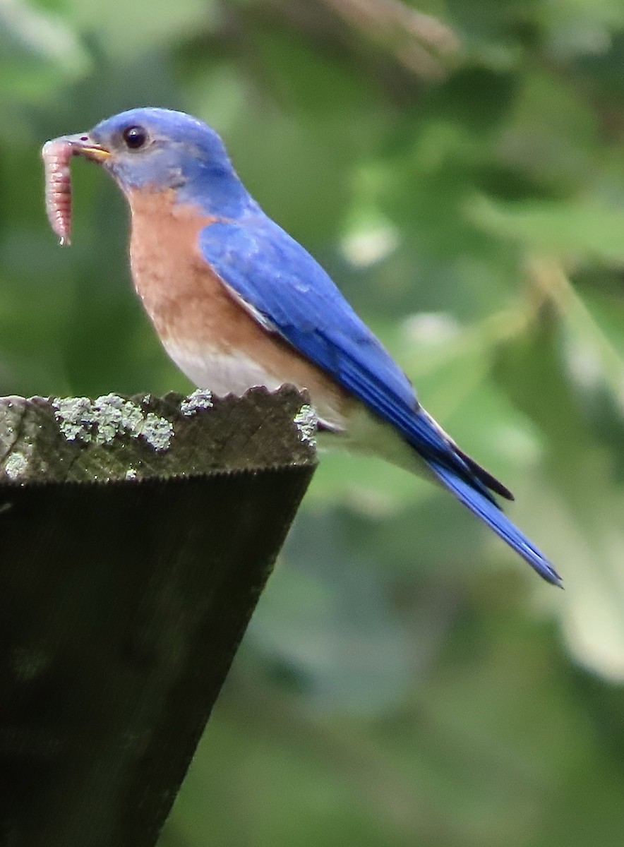 Eastern Bluebird - ML638144174