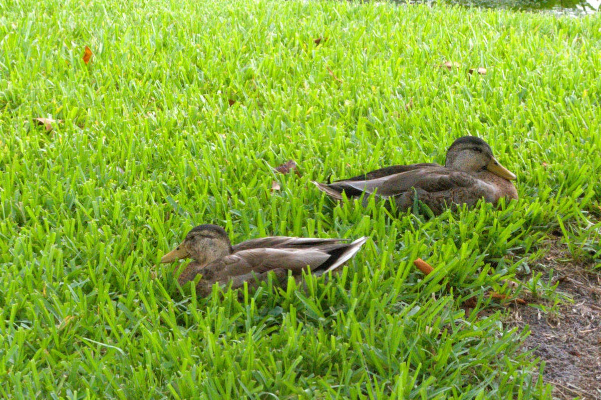 Mallard - ML638144183
