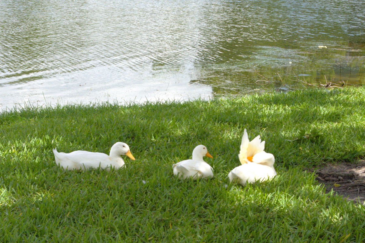 Mallard (Domestic type) - ML638144201