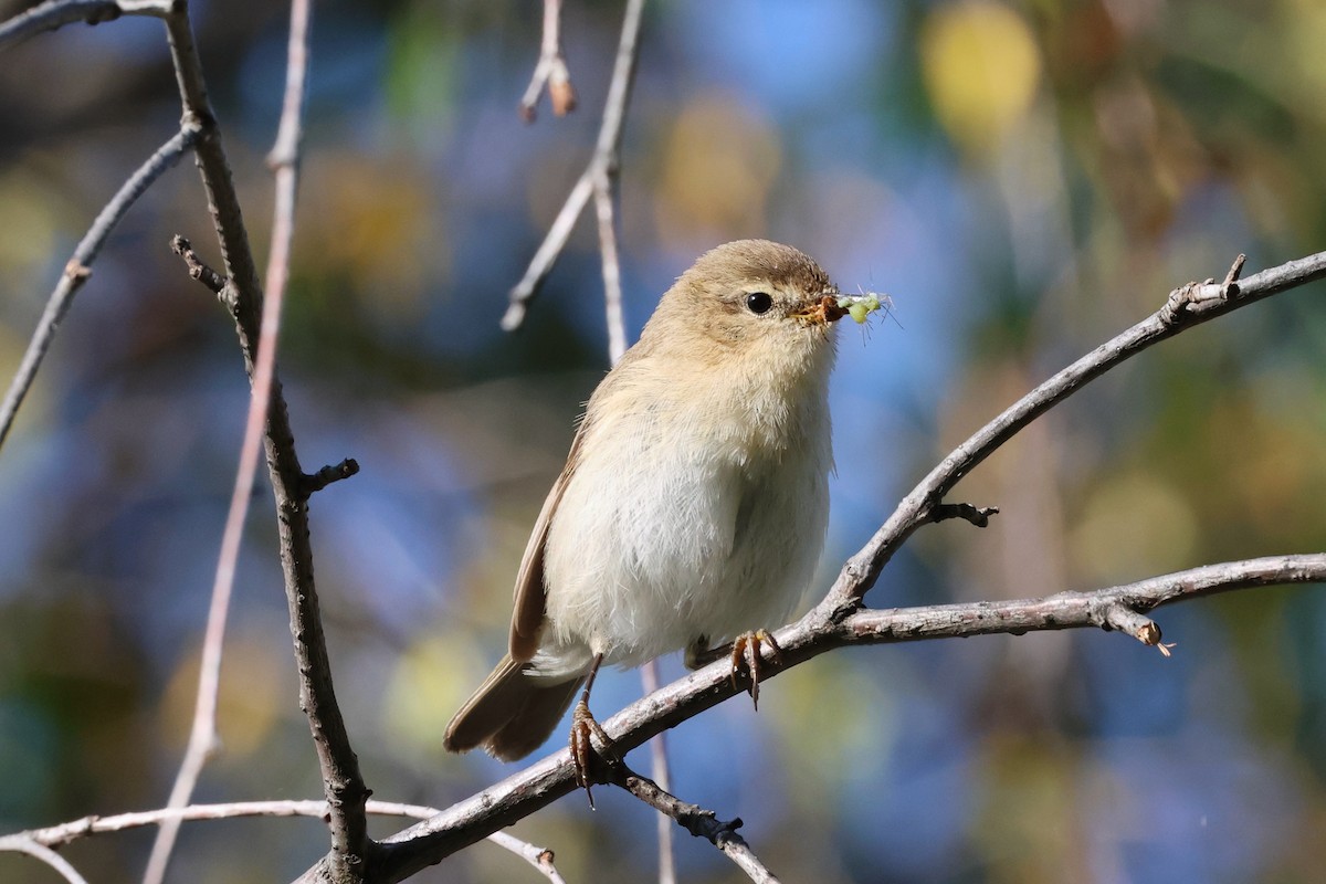 Mountain Chiffchaff (Caucasian) - ML638144209
