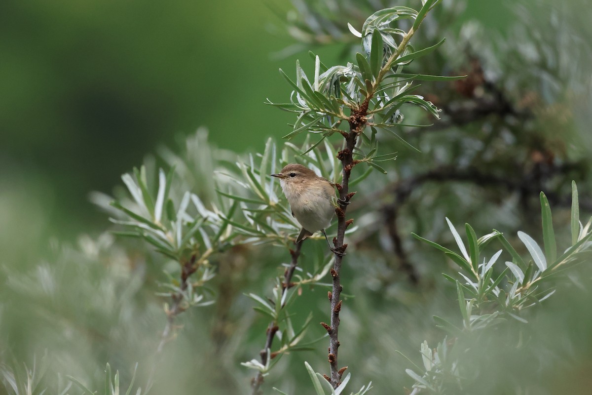 Mountain Chiffchaff (Caucasian) - ML638144211