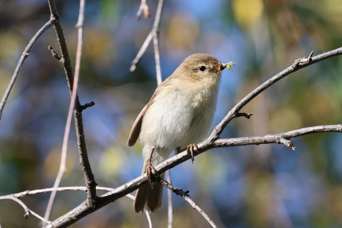 Mountain Chiffchaff (Caucasian) - ML638144212