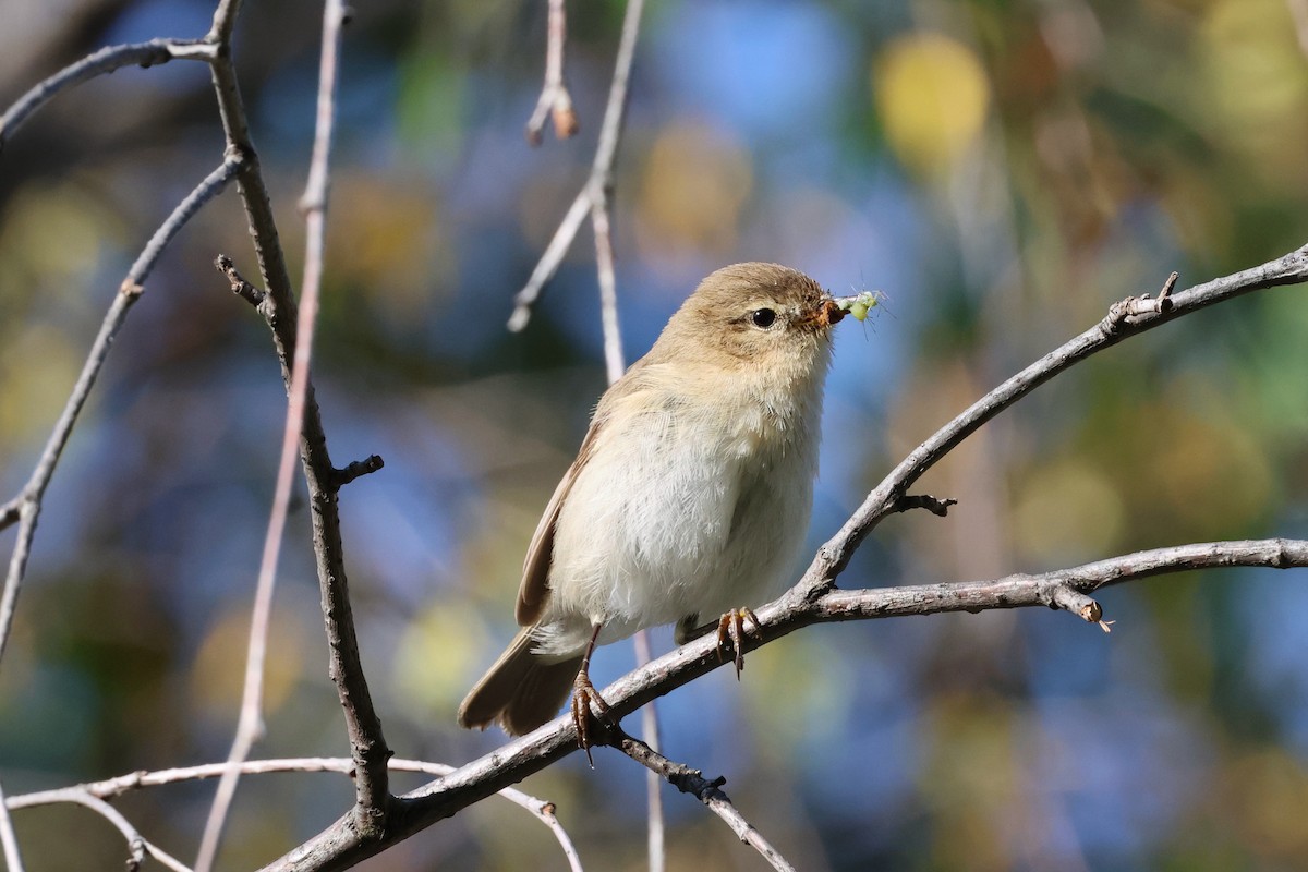 Mountain Chiffchaff (Caucasian) - ML638144213