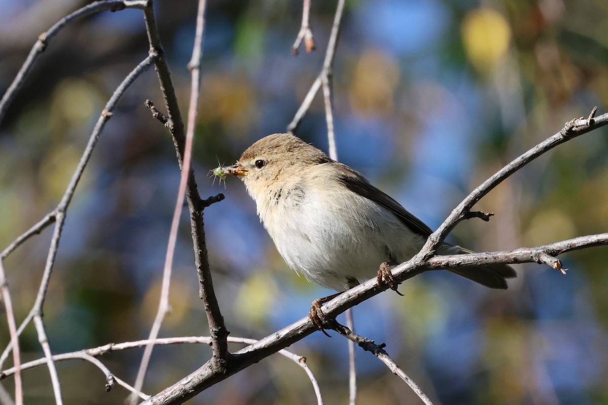 Mountain Chiffchaff (Caucasian) - ML638144214