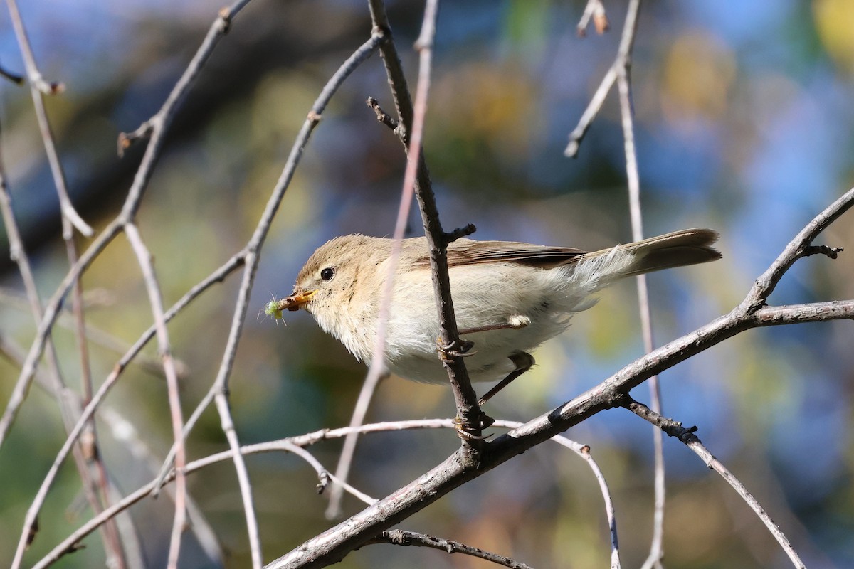 Mountain Chiffchaff (Caucasian) - ML638144215