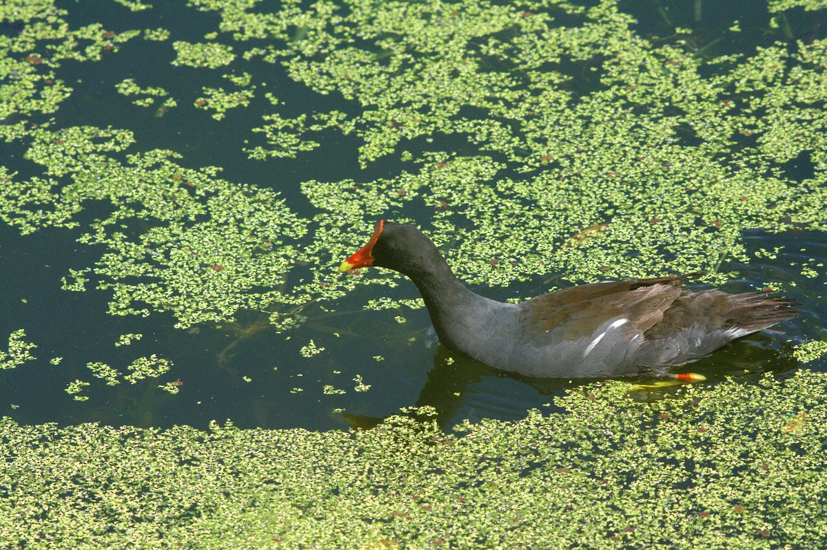 Common Gallinule - ML638144218