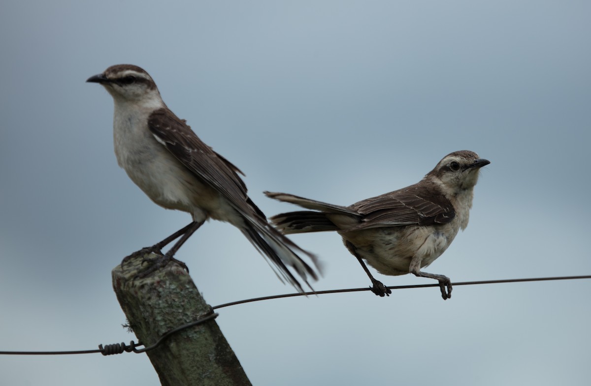 Chalk-browed Mockingbird - ML638144222