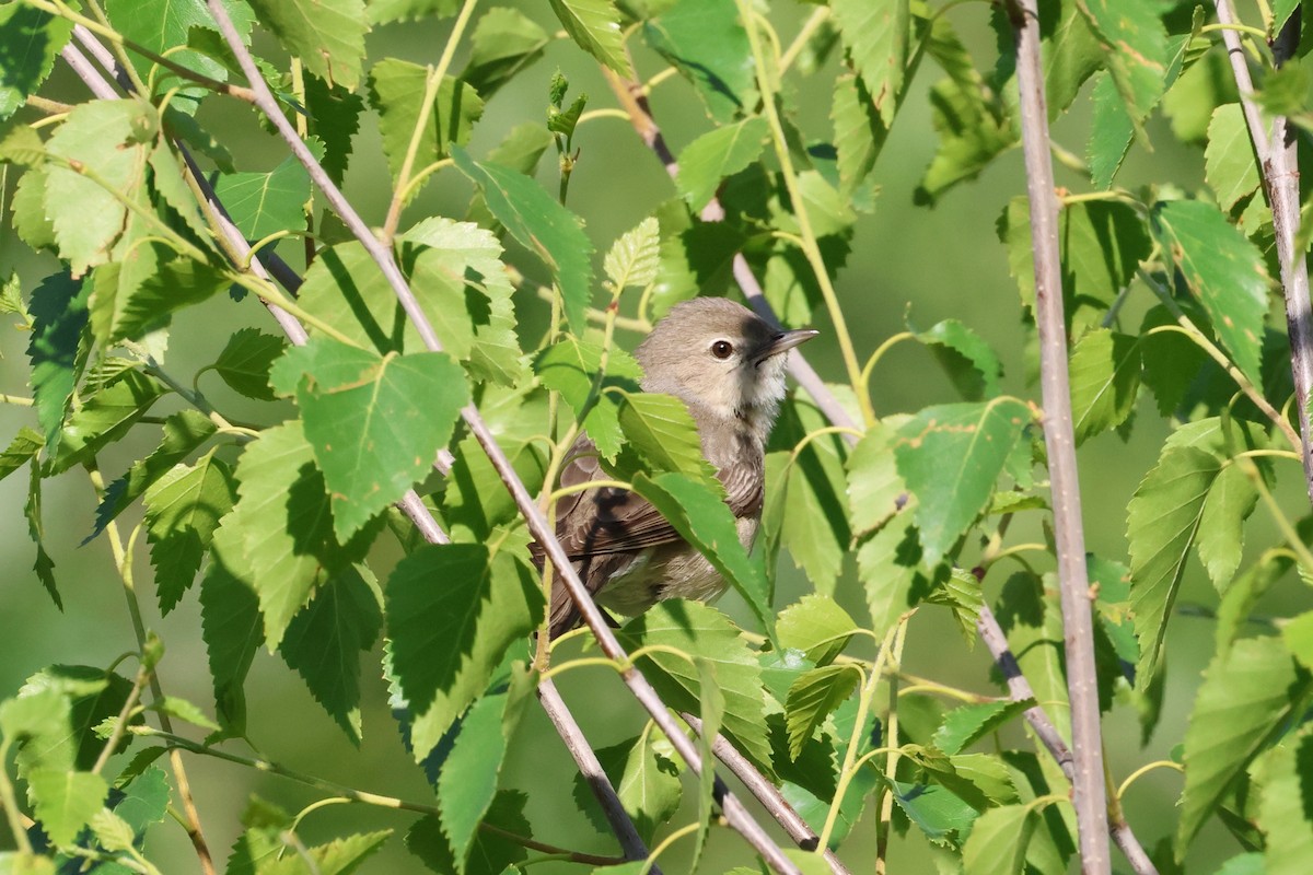 Garden Warbler - ML638144242