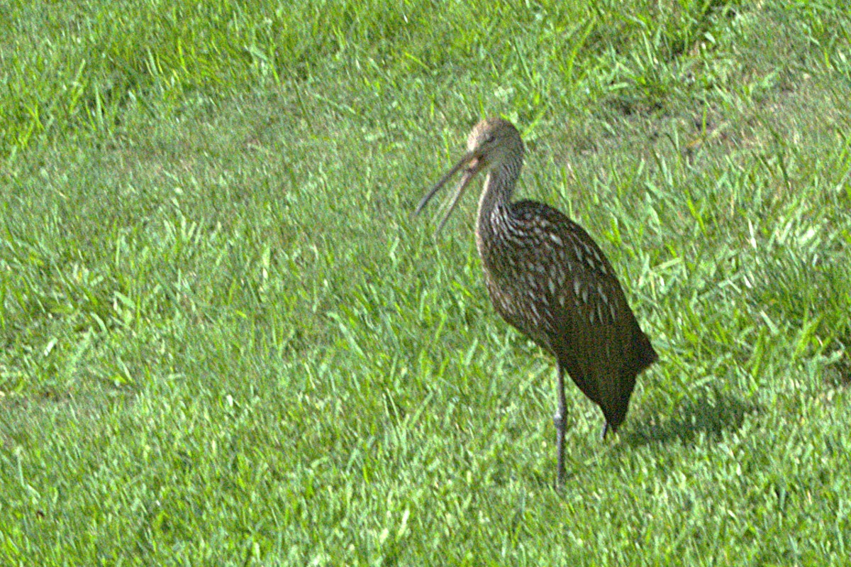 Limpkin - ML638144243