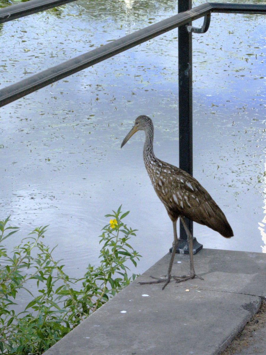 Limpkin - ML638144244