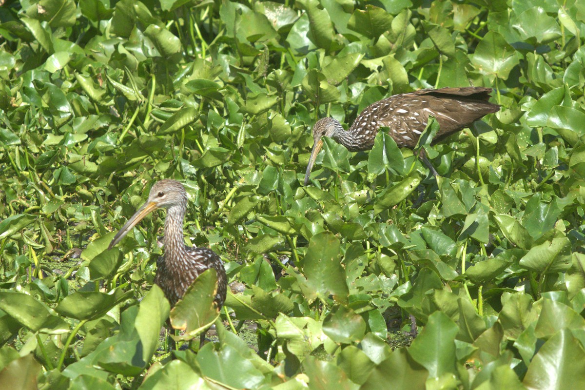 Limpkin - ML638144245