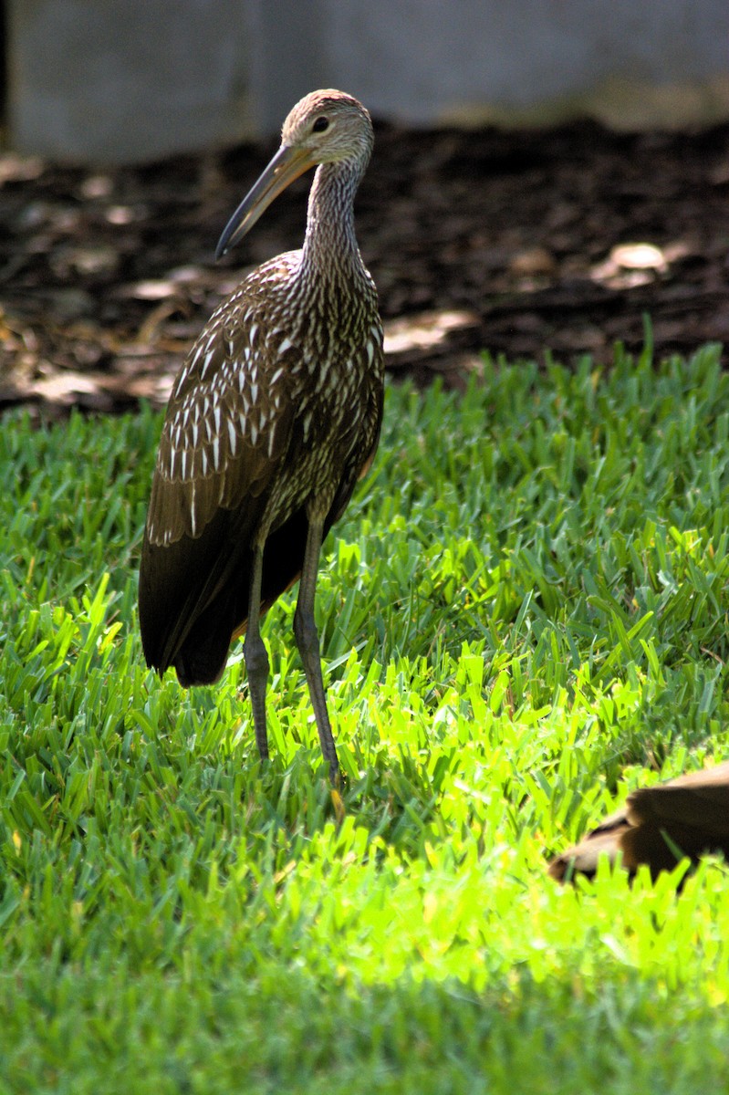 Limpkin - ML638144246