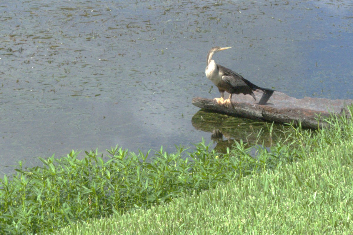 Anhinga - ML638144254