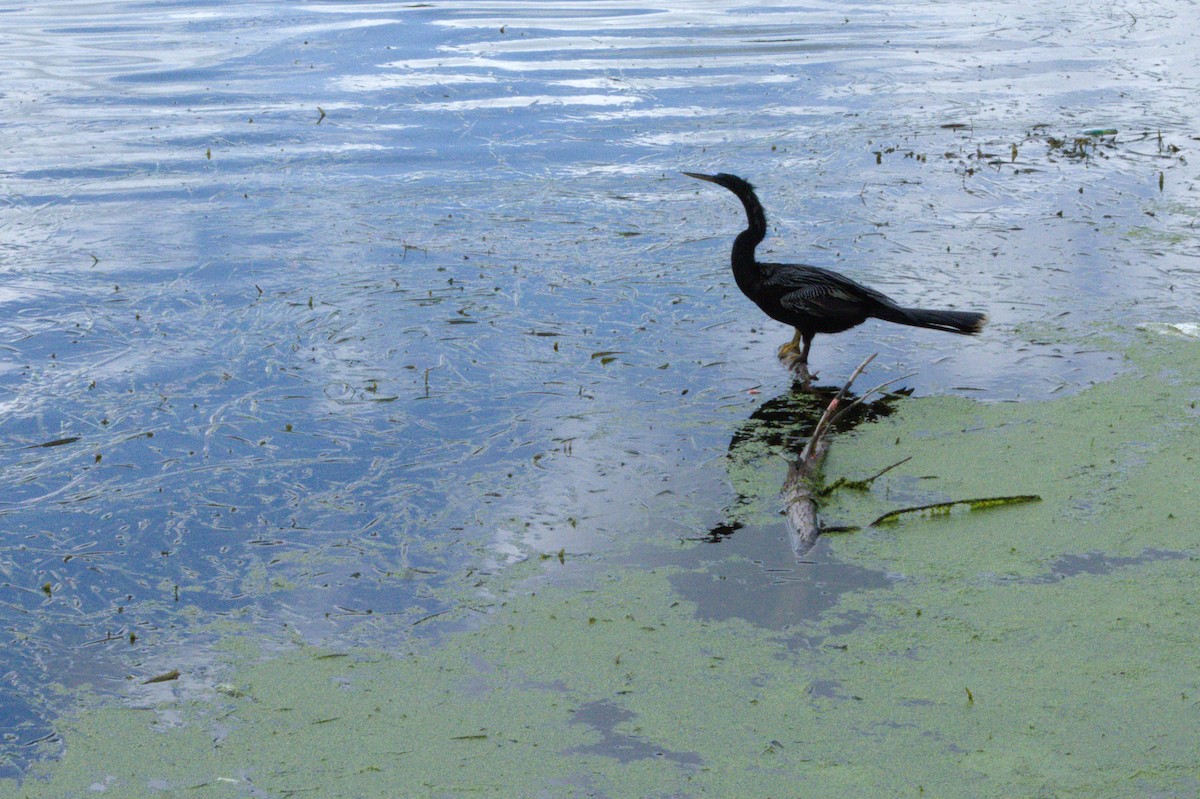 Anhinga - ML638144255