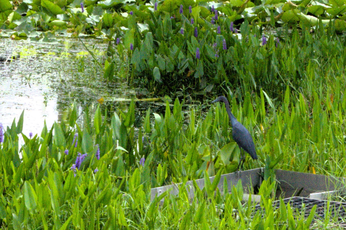 Little Blue Heron - ML638144262