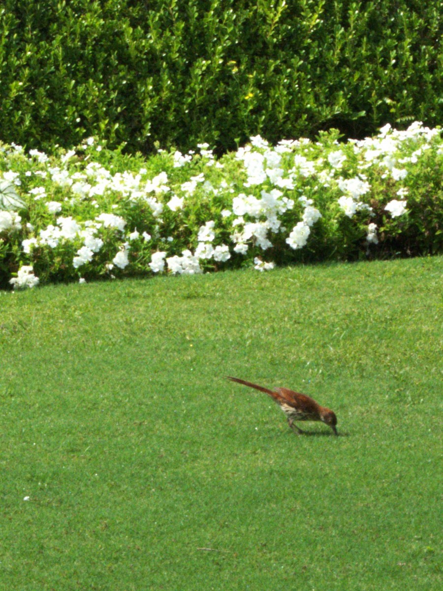 Brown Thrasher - ML638144274