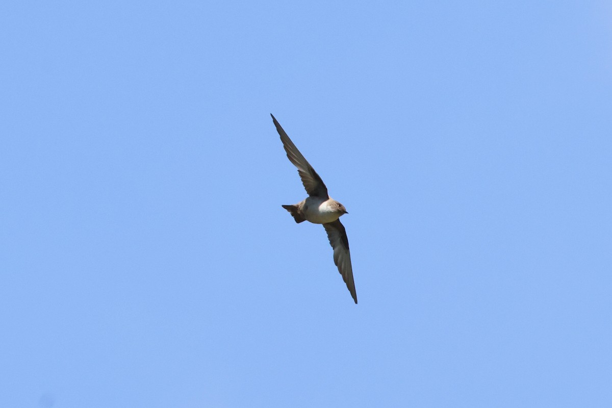 Eurasian Crag-Martin - ML638144294